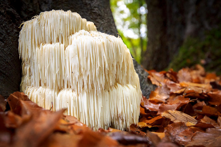 Lion's Mane: The Ultimate Pre-Workout Superfood